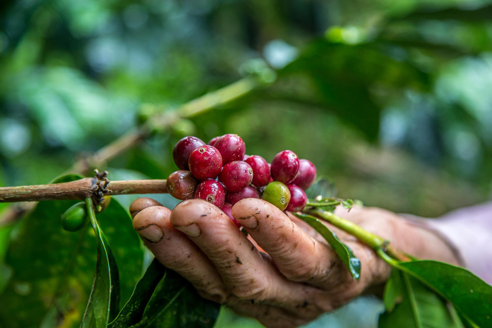 La plantation du café : un processus essentiel