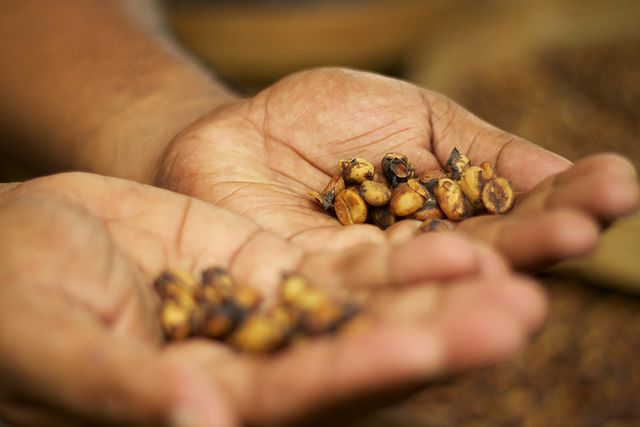 le Kopi Luwak est considéré comme l'un des cafés les plus rares et les plus chers au monde,