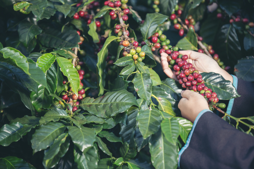 La récolte du café : le moment crucial, Optimisez la production du café : 5 étapes énergiques pour une tasse parfaite